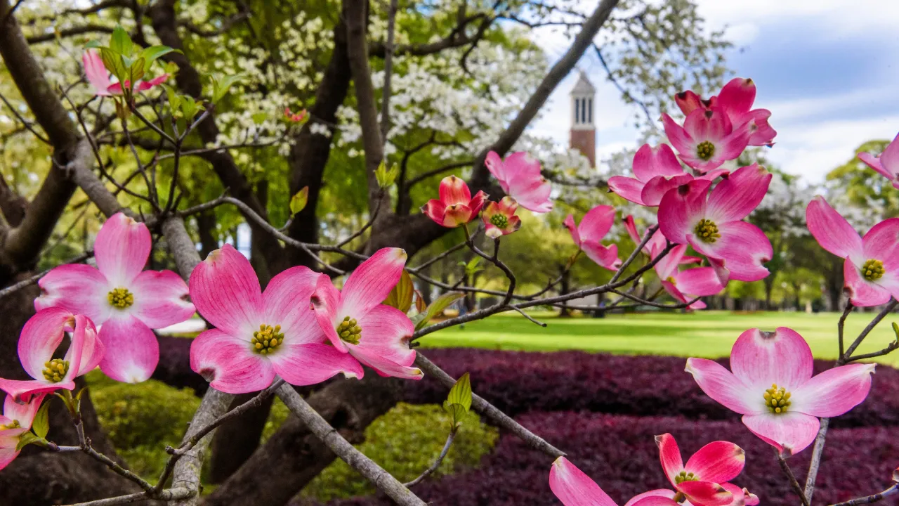 Flowers blooming on the quad