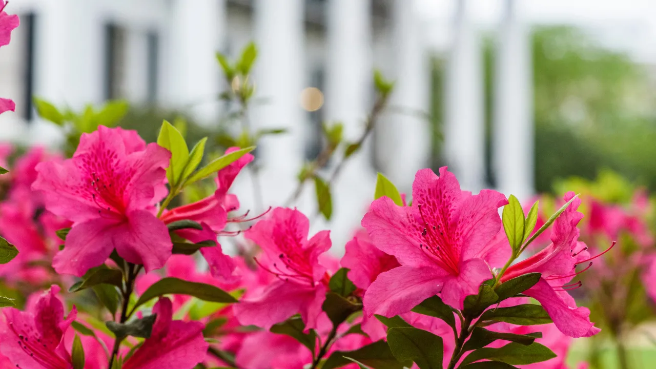 Pink flowers outside of the president's mansion